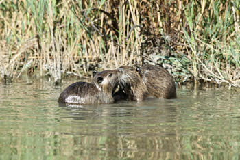 Faune des marais<br>NIKON D200, 420 mm, 400 ISO,  1/500 sec,  f : 8 